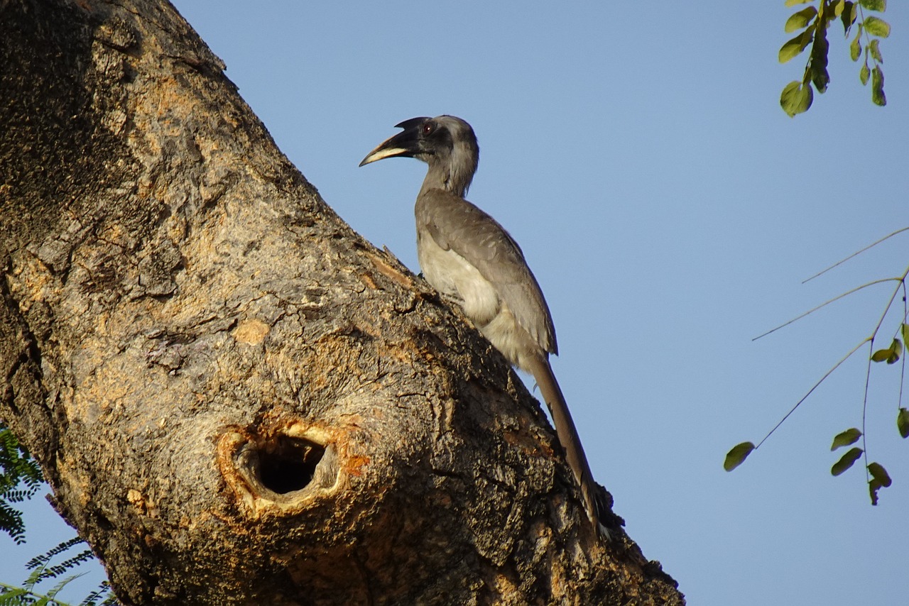 A Cultural Voyage Through India's Hornbill Festival